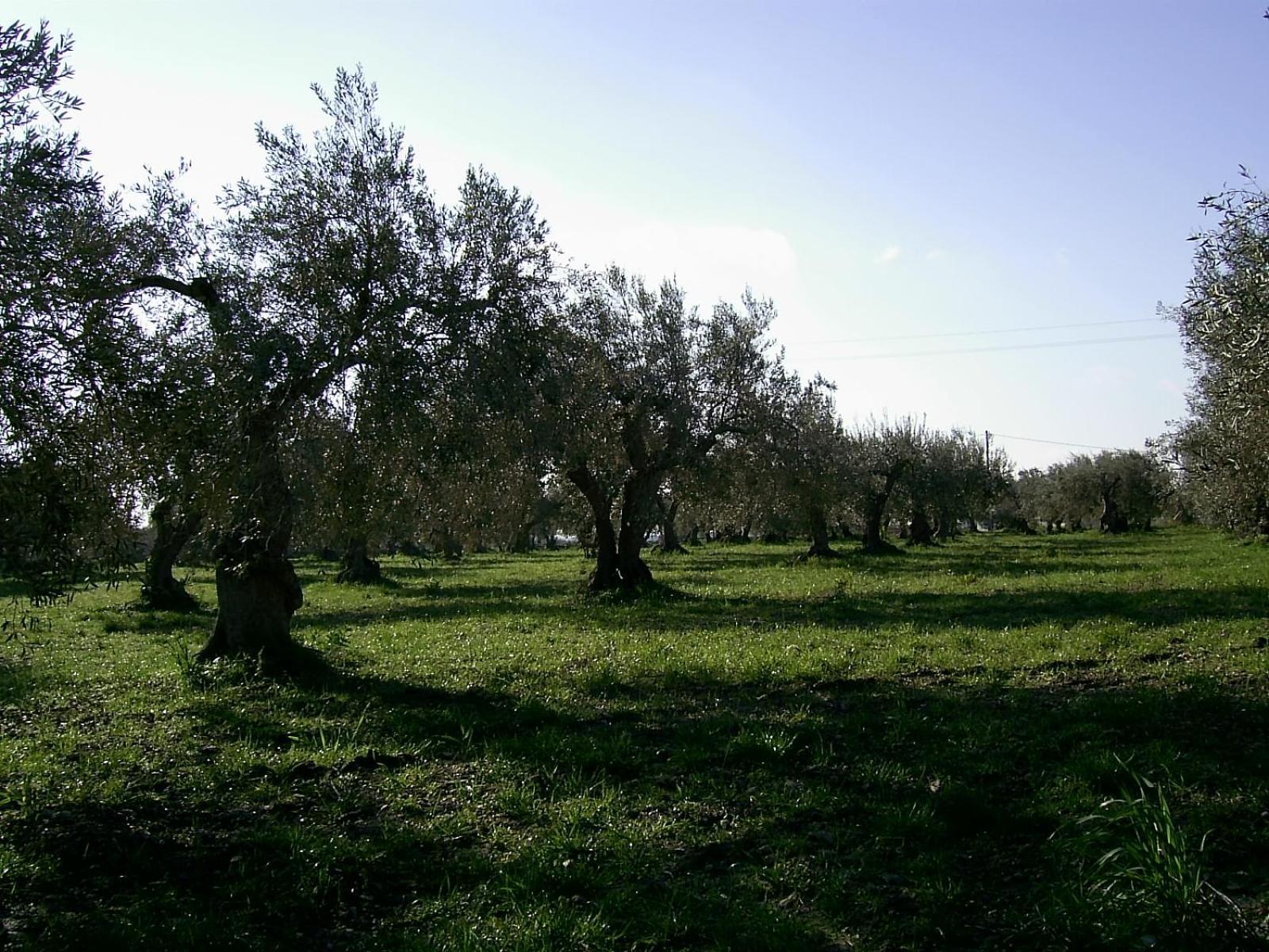 Agriturismo Baglio Calanchi Modica Exteriör bild